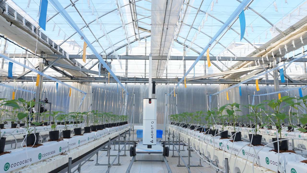 キュウリ自動収穫ロボットのAGRIST、いばらきデザインセレクション2025にて「知事選定」を受賞